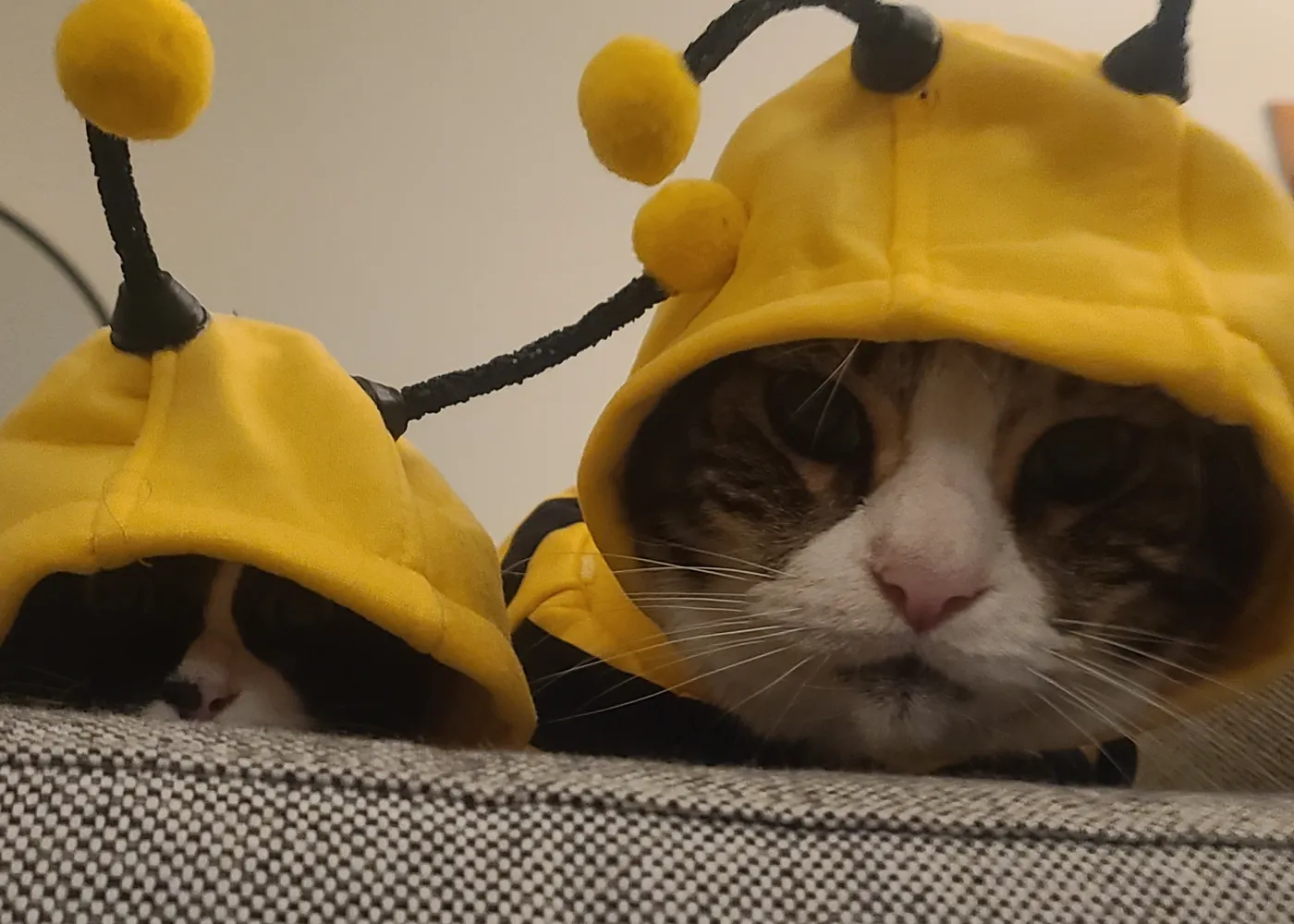 Two cats in bee costumes, thoroughly unimpressed